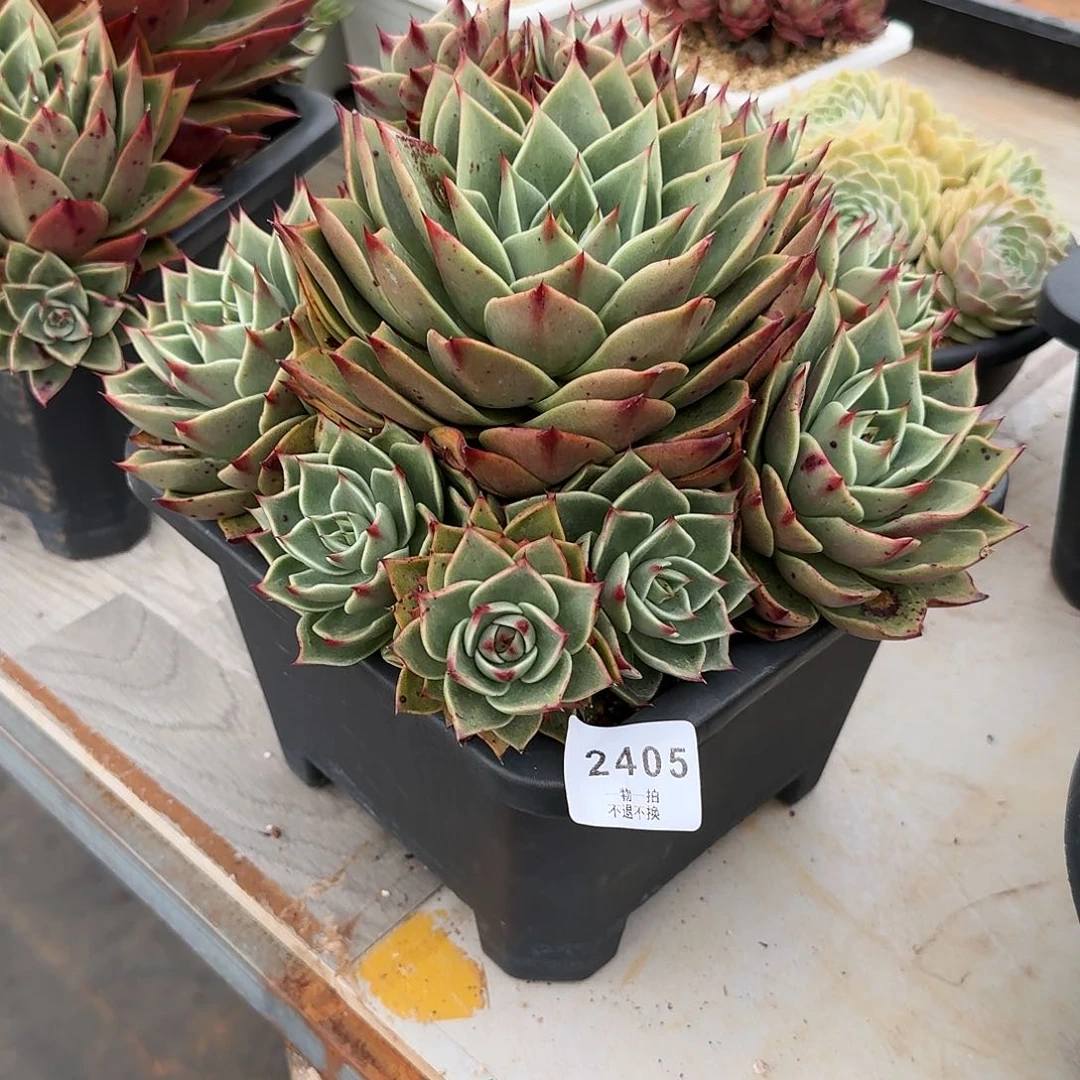 娟*2405号斯特拉（发物流）多肉