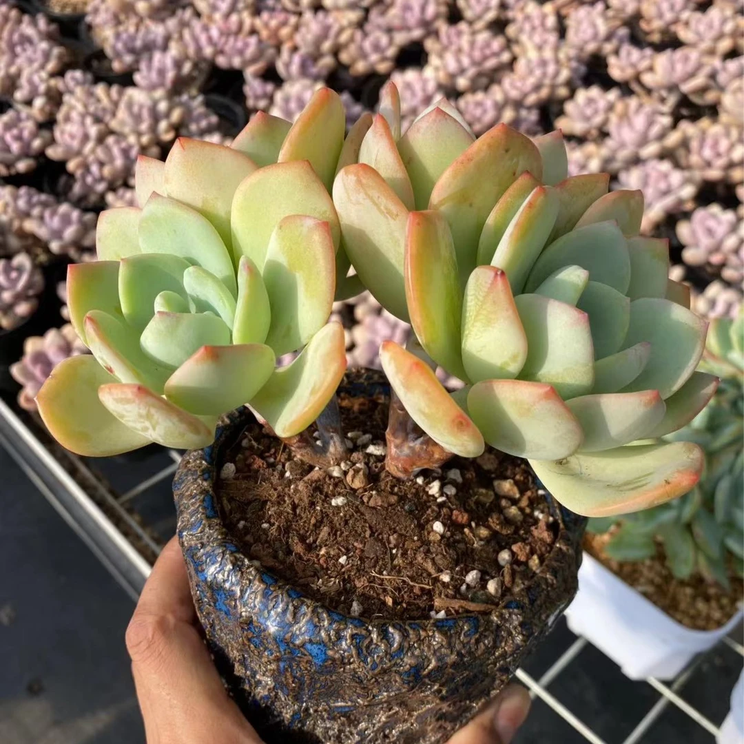 精控白月光 老桩自然群多肉植物【满28元包邮】