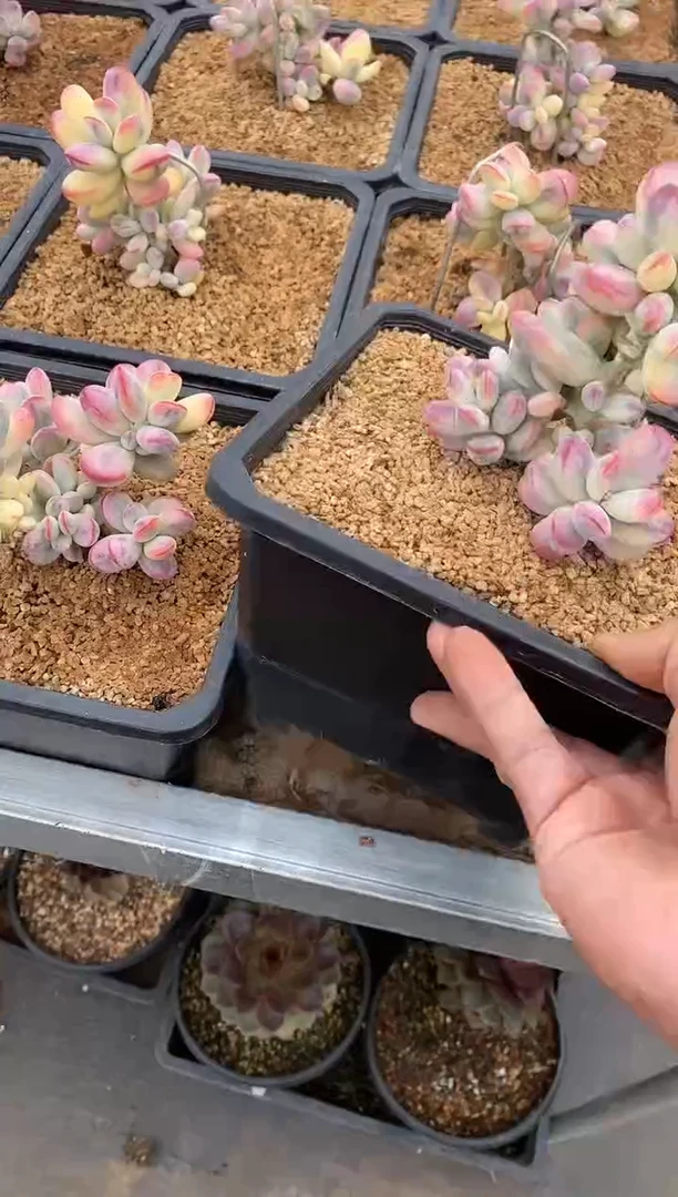 【闪购商品】碧桃
