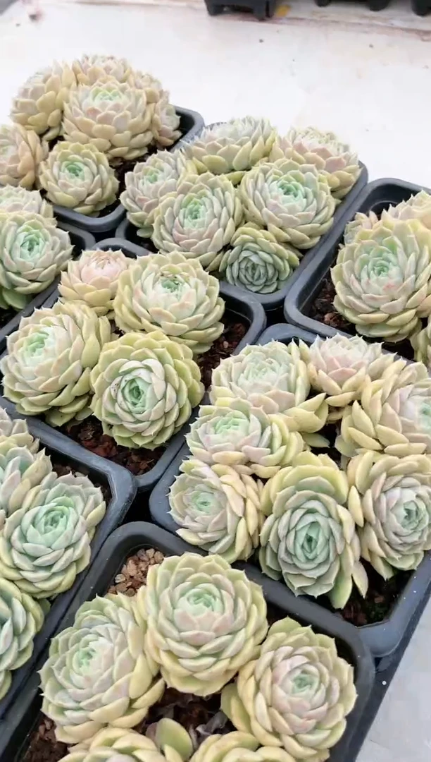 【闪购商品】昂斯诺14cm盆