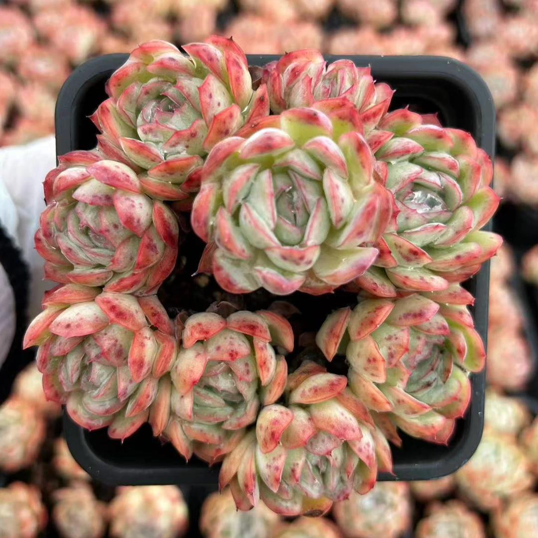 阳光玫瑰 自然群小老桩 5头起发 颜值高好养多肉植物【满28元包邮】