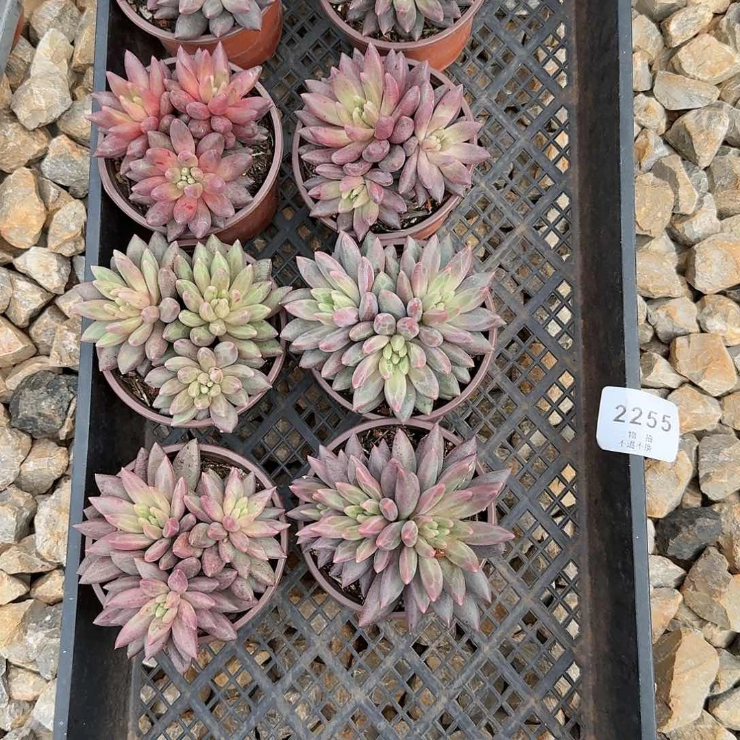 雨*2255号美人杂8颗