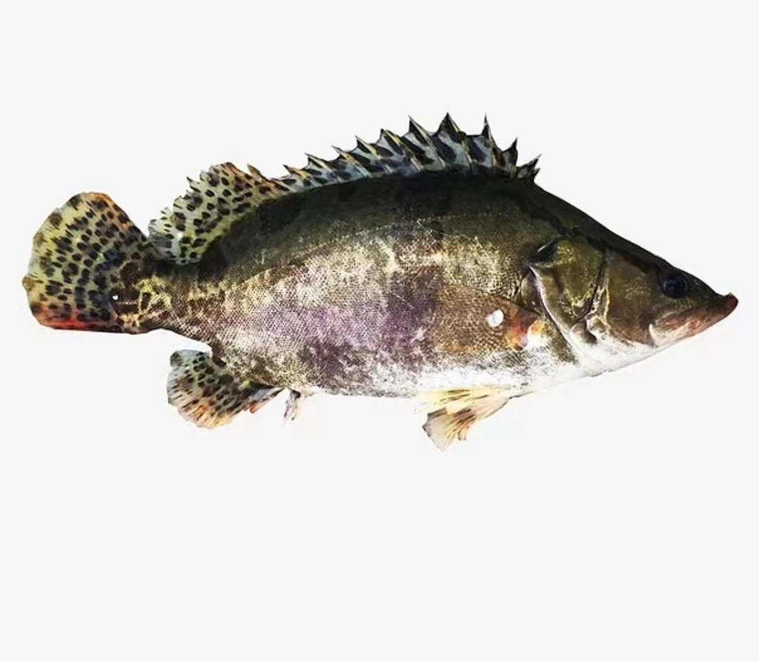 【鲜活】桂鱼 可处理