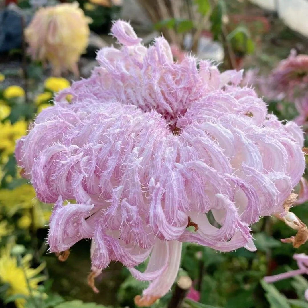 【鹅毛粉黛】稀有大花型九月大菊花品种盆栽好养活 原盆原土包对版