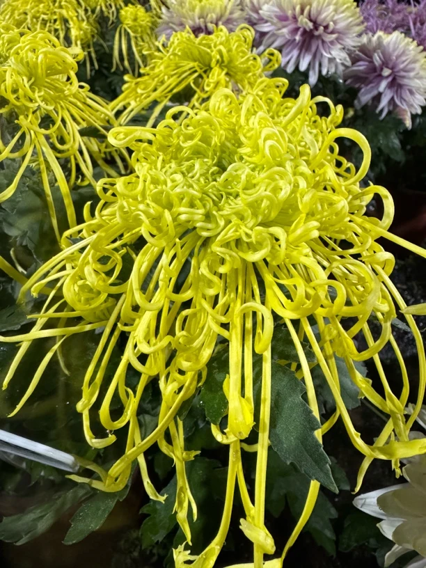 【金缕卓越】稀有大花型九月大菊花品种盆栽好养活 原盆原土包对版
