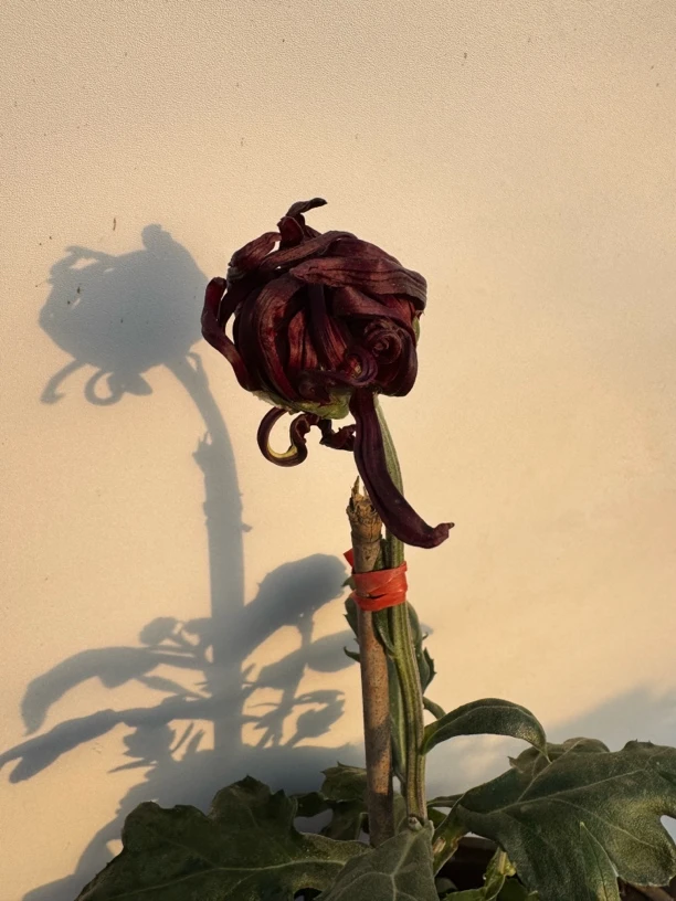 【醉乘红霞】稀有大花型九月大菊花品种盆栽好养活 原盆原土包对版