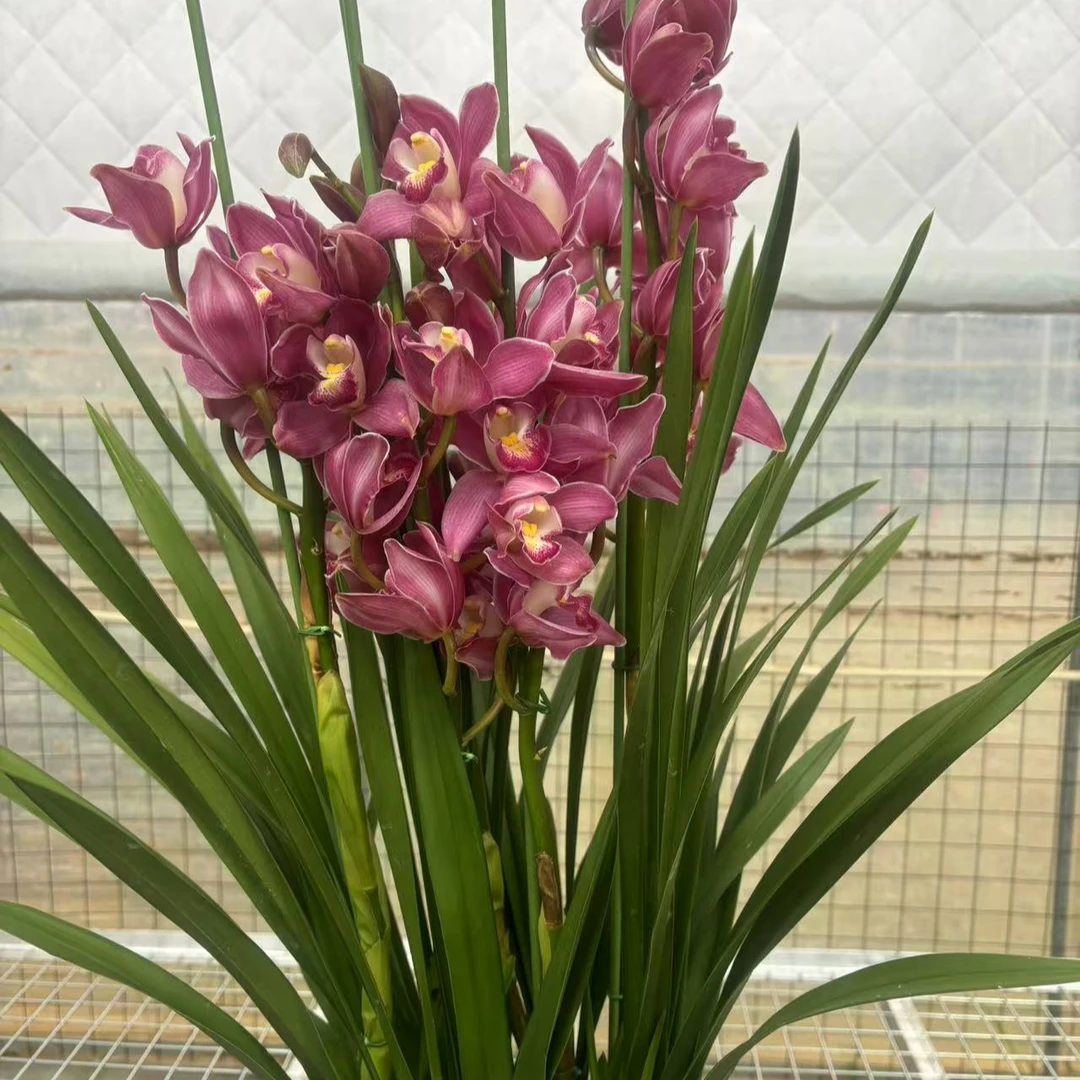 年宵花【粉色福利品】大花惠兰室内外高端观赏花卉