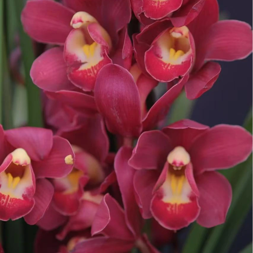 年宵花【大红袍】大花惠兰室内外高端观赏年宵花卉盆栽带花带花苞