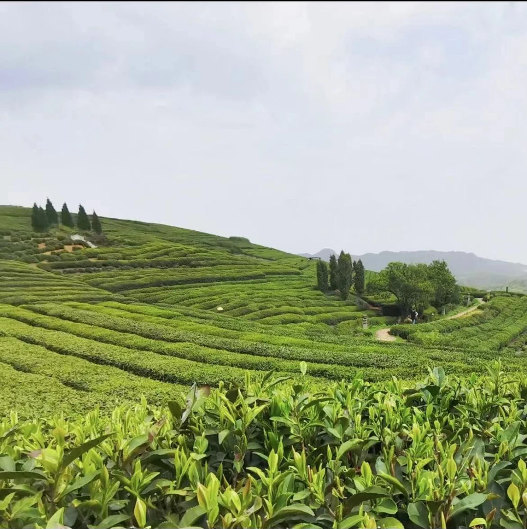 2024年新茶粉丝浮力高山龙井、高山绿茶250g袋装各1包