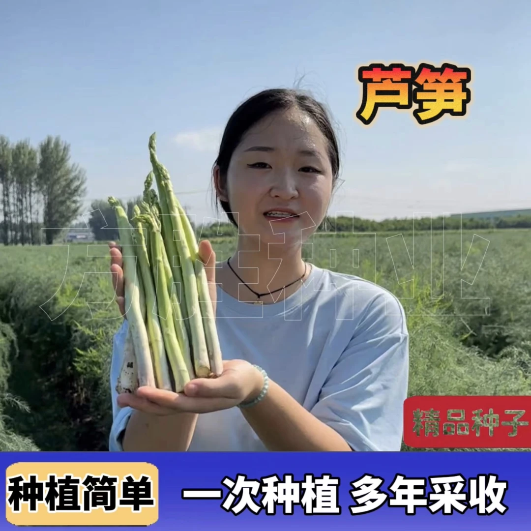 芦笋根苗 芦笋种子四季多年生阳台盆栽绿植家庭种植食用蔬菜种子