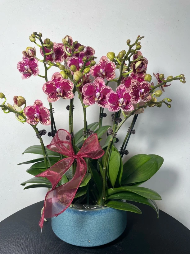 （可乐）小花精美蝴蝶兰