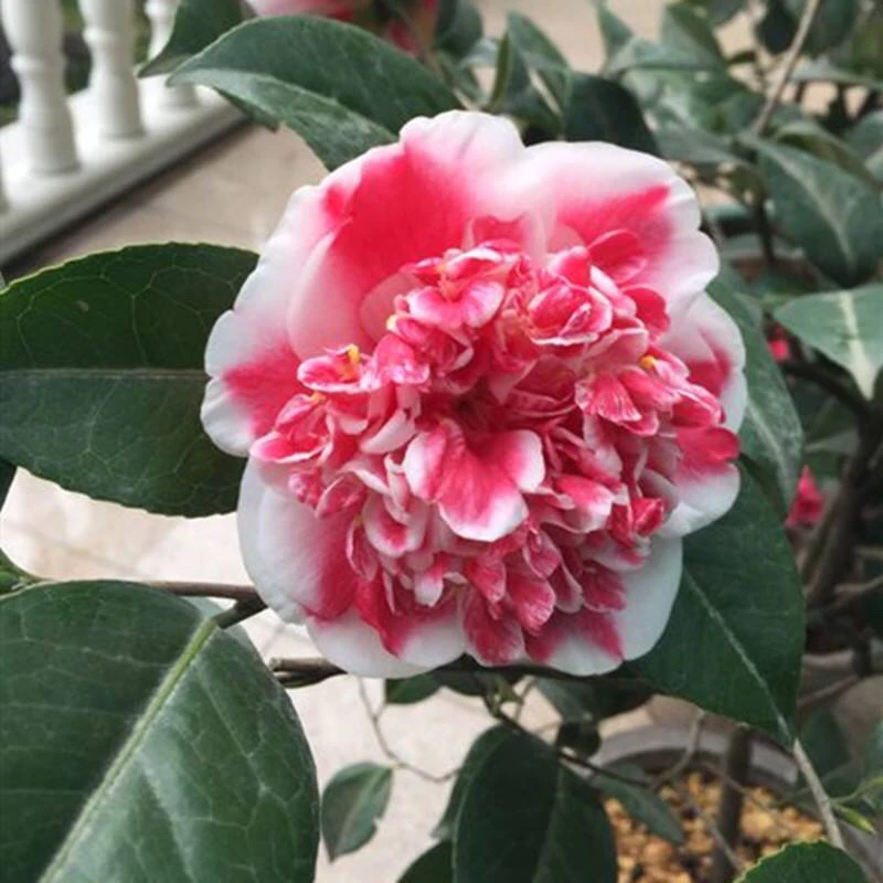 彩虹天使茶花开品复色托桂阳台庭院绿植花卉