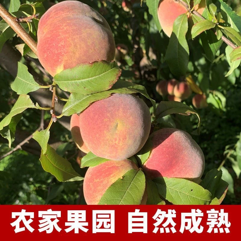 云南冬桃脆甜正宗大理高原冬桃毛桃新鲜一整箱孕妇非青州蜜桃