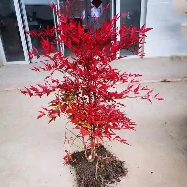 南天竹树苗火焰水土培红天竹盆栽四季观叶耐寒植物盆景室内外庭院