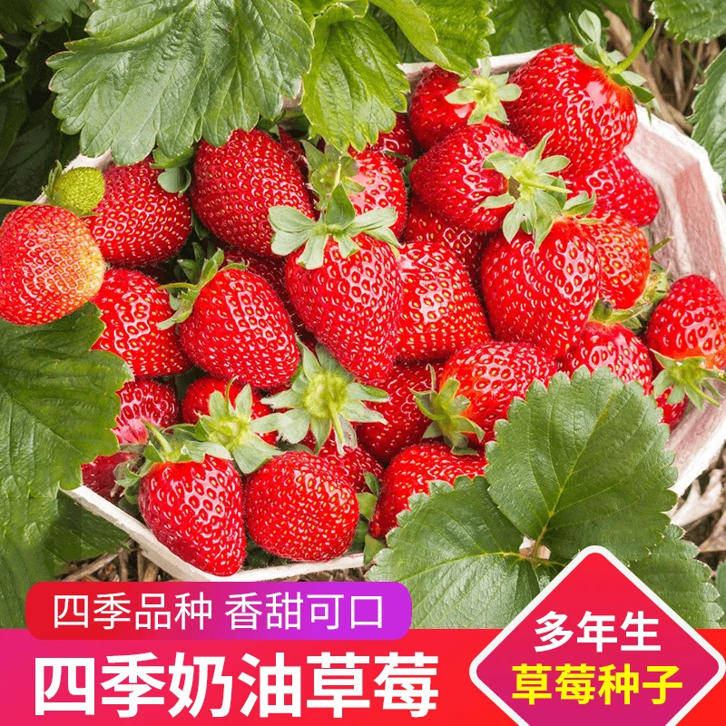 【丹东奶油草莓种子】易活甜大莓籽阳台盆栽室内外蔬菜水果种孑成熟