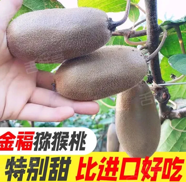 陕西眉县正宗金福猕猴桃维C果肉中大果100以上纯甜香甜野生
