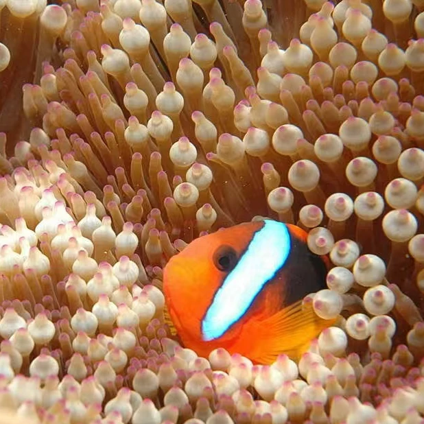 番茄小丑鱼皮实人工繁殖小丑鱼顺丰发货