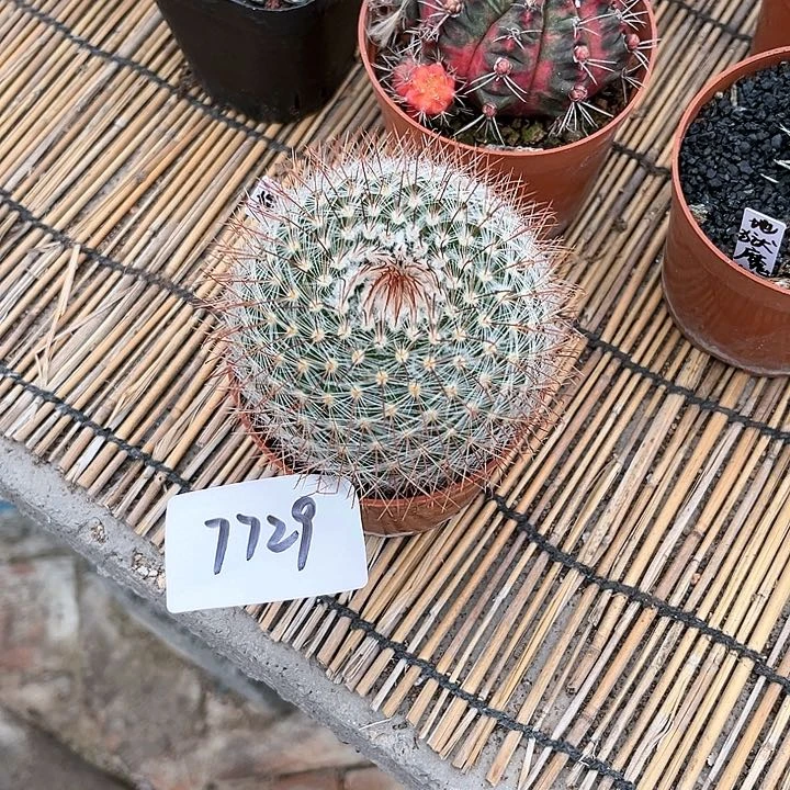 绯秀玉一物一拍7729