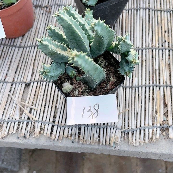 昨****?甜甜圈一物一拍138