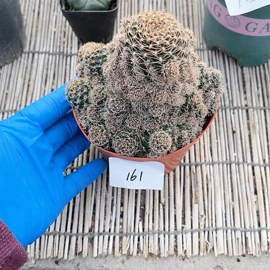 方便面一物一拍161