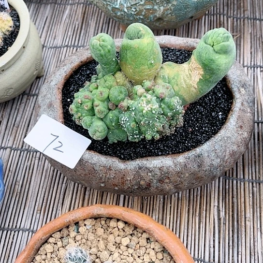 程程柱石化缀一物一拍72