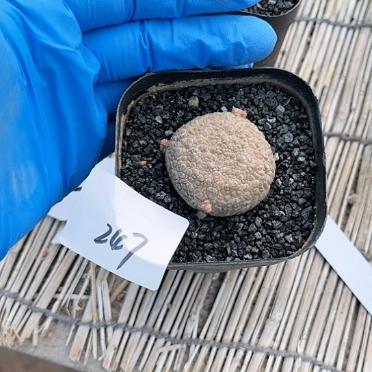 大*〰凝蹄玉仙人球一物一拍247