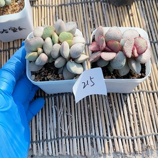 ?**?水泡两颗一组215