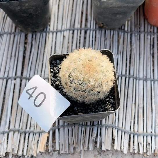 嘉文丸一物一拍40