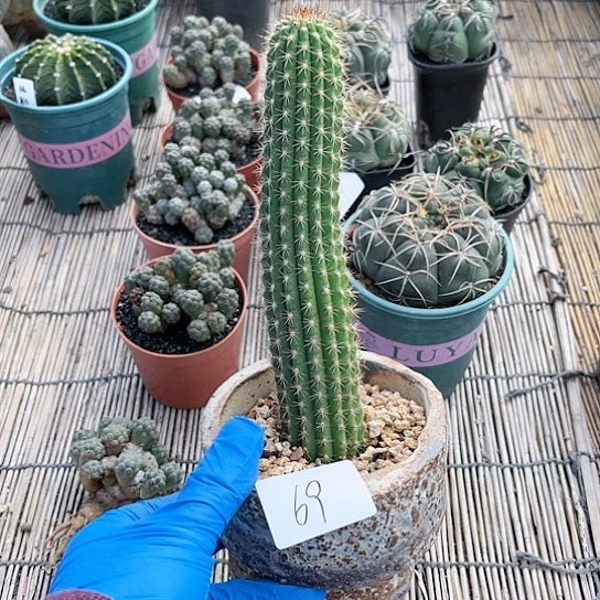 飞龙毛花柱一物一拍69