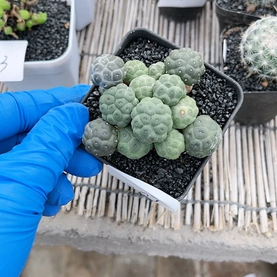 大型足球团扇一物一拍209