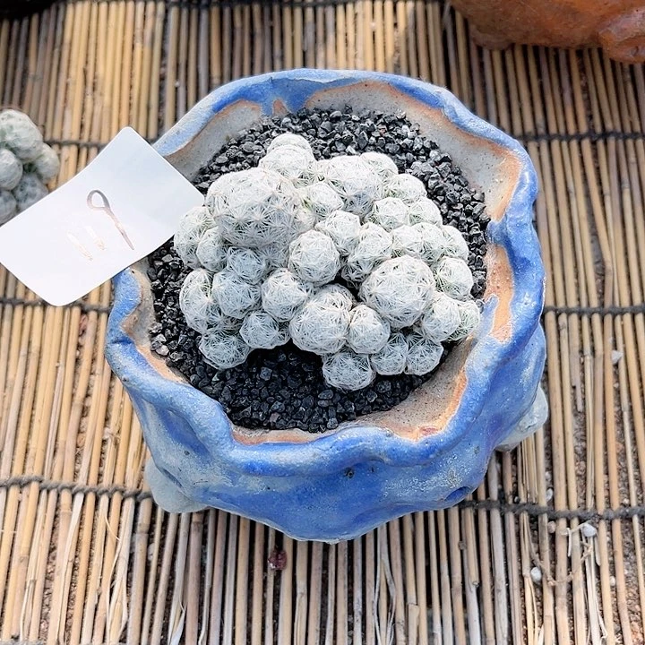 宝****凯姬春星一物一拍119