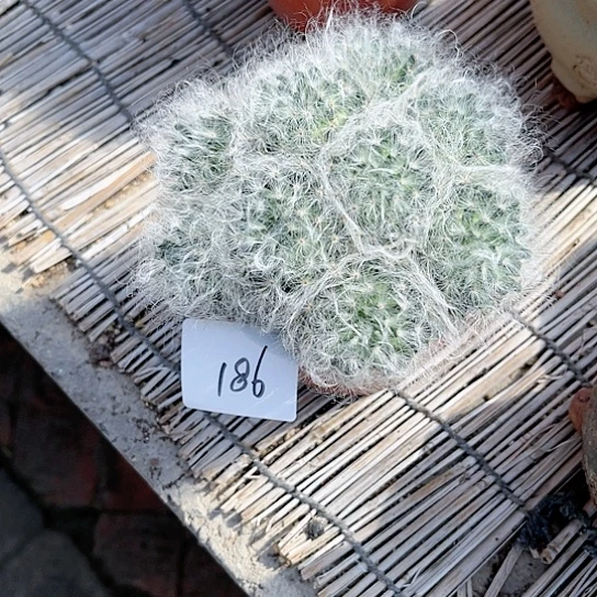 C*多无刺白云高砂一物一拍186