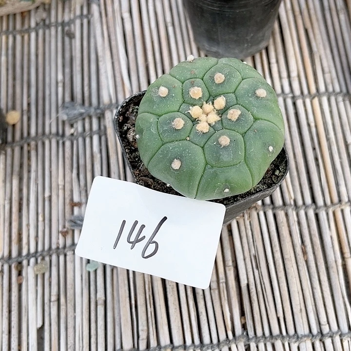 龟甲兜一物一拍146