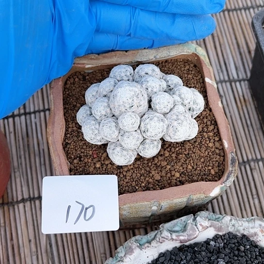 米*姬春星一物一拍170