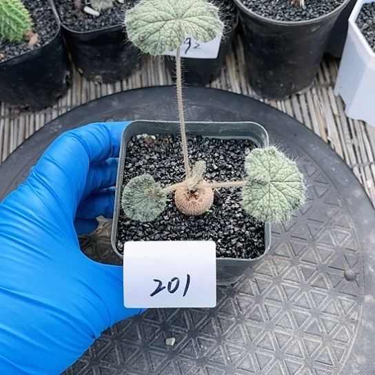 圆叶洋葵一物一拍201