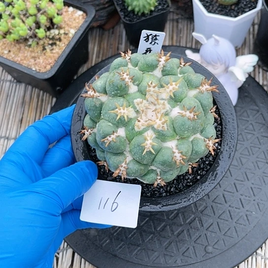 獠牙仙人球一物一拍116