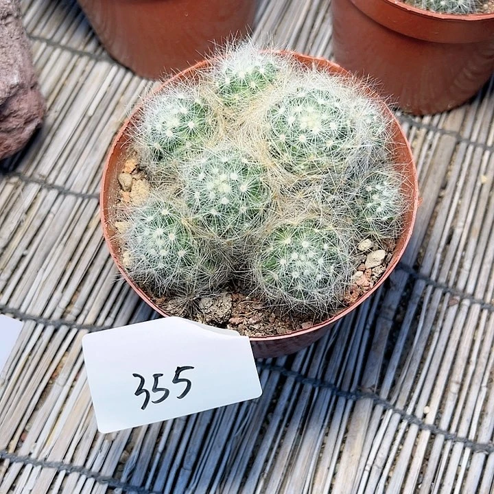 芳香丸一物一拍355