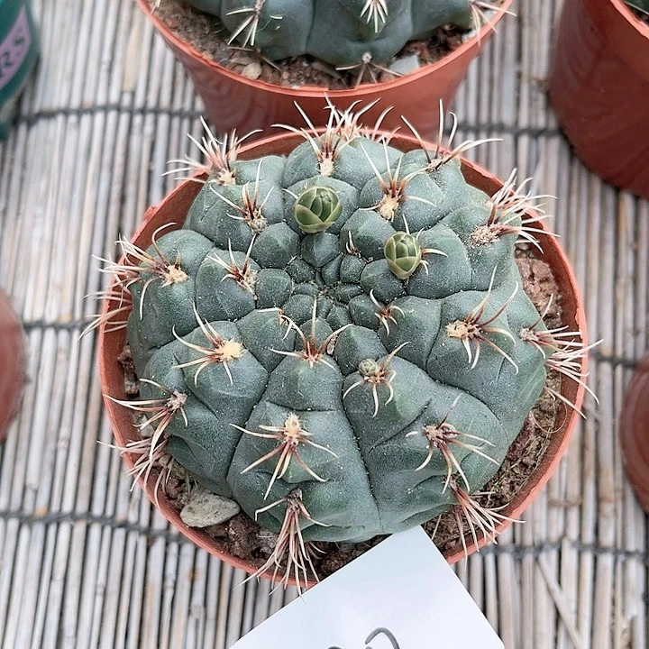 绯花玉一物一拍130
