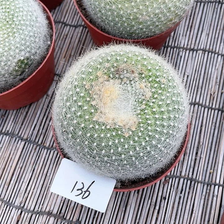 白雪光一物一拍136