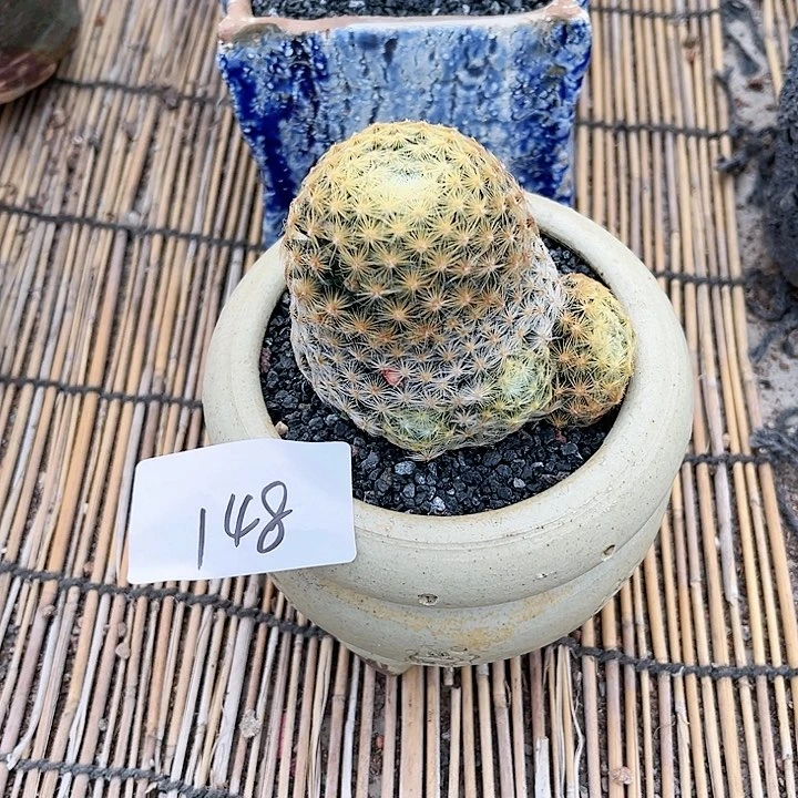明星仙人球一物一拍148