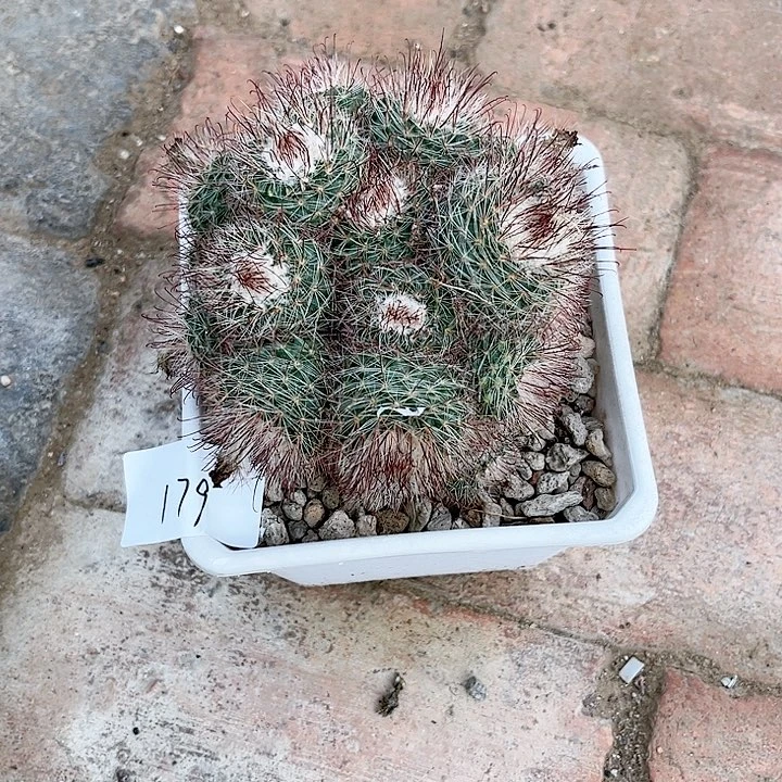 歆*绯秀玉一物一拍179