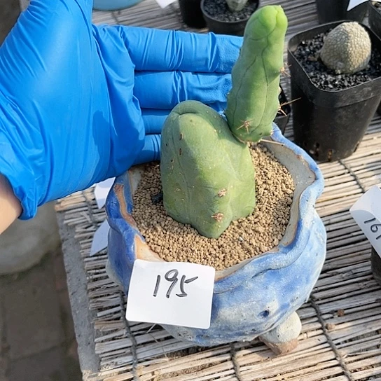 程程柱一物一拍195