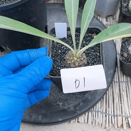 铁甲丸一物一拍01