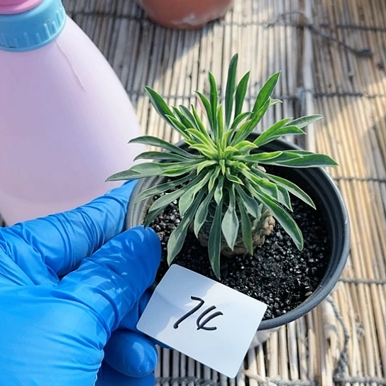 铁甲麒麟一物一拍74