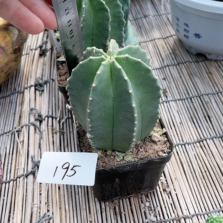 微刺虾一物一拍195