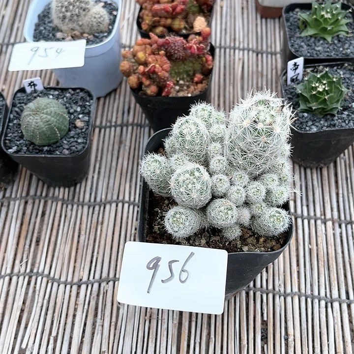 孤雁丸一物一拍956