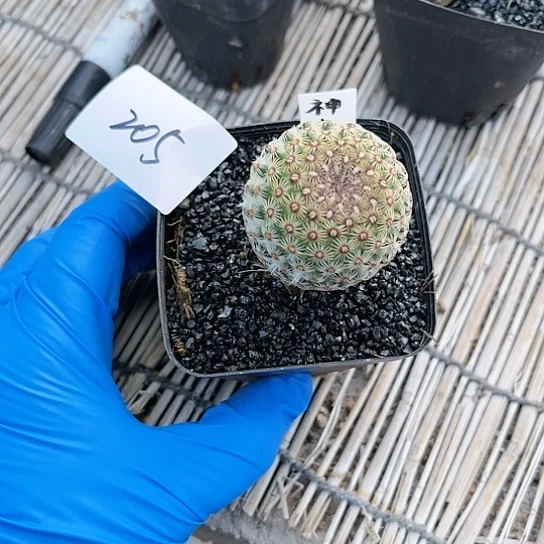 神惠丸一物一拍205