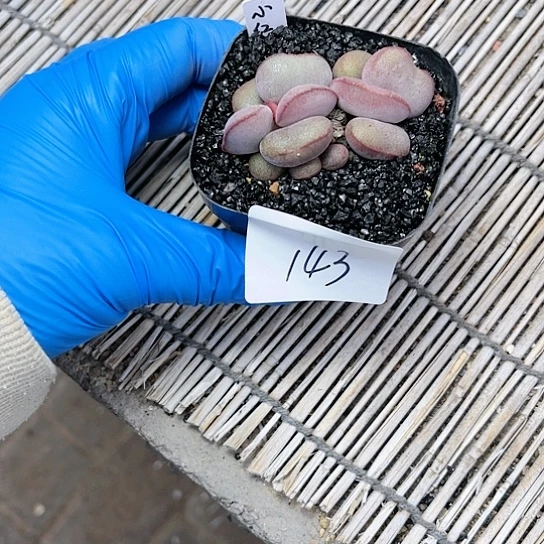 小红蛋水泡一物一拍143