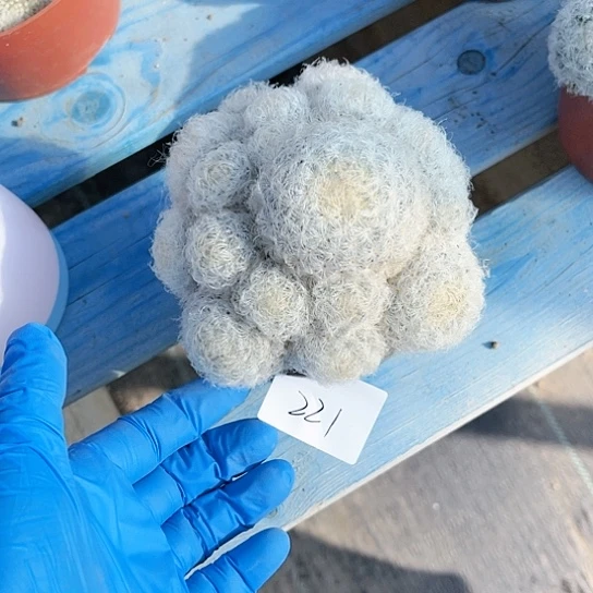 是***～白星仙人球一物一拍发221