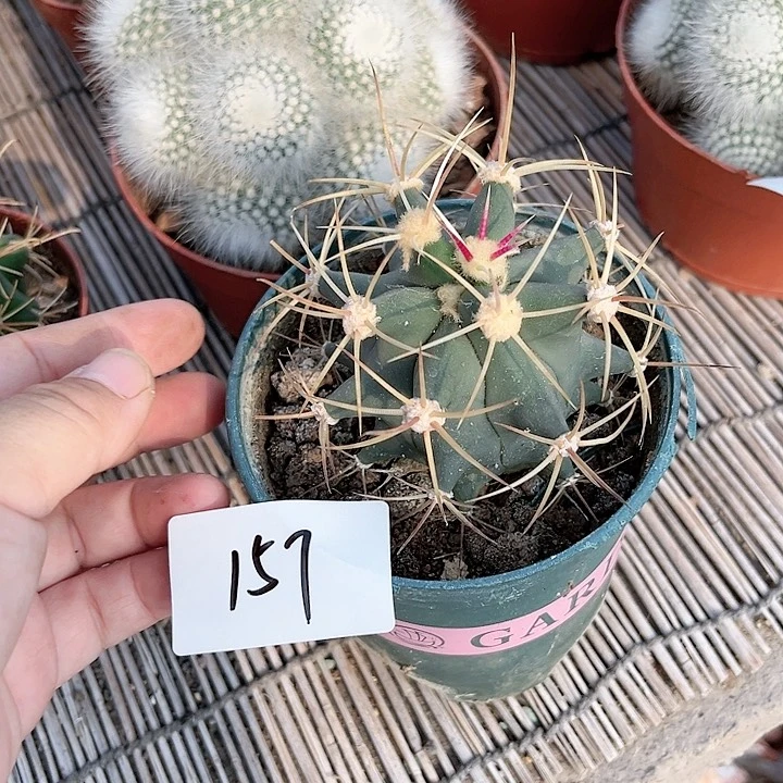 江守玉一物一拍157